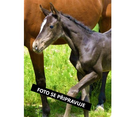 Foto - Pánská zimní bunda Equiline -MAUVE-